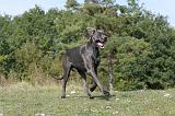 DOGUE ALLEMAND 026